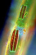 Epithemia Diatoms #1 Photograph by Science Photo Library