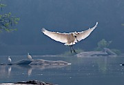Eurasian Spoonbill Landing #1 Photograph by Science Photo Library