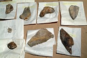 Excavated Prehistoric Tools #1 Photograph by Science Photo Library