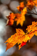 Fall colors Photograph by Bernd Laeschke Fall colors Photograph by Bernd Laeschke
