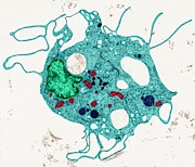 Fibroblast #1 Photograph by Science Photo Library