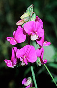 Flat Pea (lathyrus Sylvestris) #1 Photograph by Science Photo Library