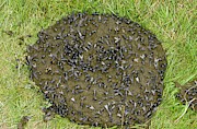 Flies On Cow Dung #1 Photograph by Science Photo Library