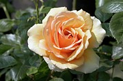 Floribunda Rose 'bora Bora' #1 Photograph by Science Photo Library