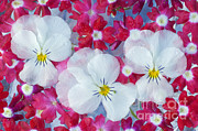 Flowers #1 Photograph by John Shaw