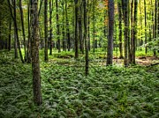 Forest Floor #2 Photograph by David Armstrong