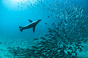 Galapagos Sea Lion Hunting Fish Rabida #1 Photograph by Tui De Roy