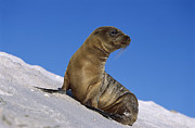 Galapagos Sea Lion Pup Galapagos Islands #1 Photograph by Tui De Roy Galapagos Sea Lion Pup Galapagos Islands #1 Photograph by Tui De Roy