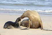 Galapagos Sealions #1 Photograph by M. Watson