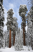 Giant Sequoias #1 Photograph by Gregory G. Dimijian, M.D. Giant Sequoias #1 Photograph by Gregory G. Dimijian, M.D.