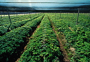 Ginseng Farm #1 Photograph by Science Photo Library