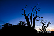 Great Basin Bristlecone Pine #1 Photograph by John Shaw