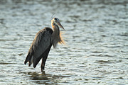 Great Blue Heron #1 Photograph by Doug McPherson