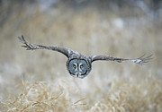 Great Gray Owl #1 Photograph by Jim Zipp