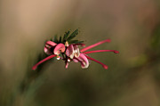 Grevillea Flower #1 Photograph by Joy Watson Grevillea Flower #1 Photograph by Joy Watson