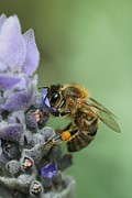 Happy Bee Photograph by Joy Watson Happy Bee Photograph by Joy Watson