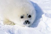 Harp Seal Pup #1 Photograph by Francois Gohier Harp Seal Pup #1 Photograph by Francois Gohier