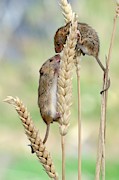 Harvest Mice #1 Photograph by Science Photo Library