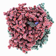 Hiv-1 Gp120 Complex With Jp-iii-048 #1 Photograph by Science Photo Library