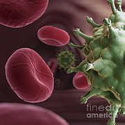 Hiv Infection #1 Photograph by Science Picture Co
