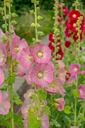 Hollyhocks #1 Photograph by Cheryl Baxter