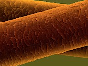 Human Hair #1 Photograph by Science Photo Library
