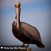 I Need Your Help! My Photo Made It To #1 Photograph by Matthew Blum