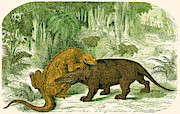 Iguanodon Biting Megalosaurus #1 Photograph by Wellcome Images