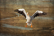 In For A Landing 2 Photograph by Kim Hojnacki In For A Landing 2 Photograph by Kim Hojnacki