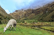 Inca Trail To Machu Picchu #1 Photograph by Science Photo Library