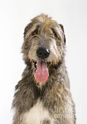 Irish Wolfhound #1 Photograph by John Daniels