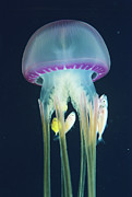 Jellyfish With Fish #1 Photograph by Science Photo Library