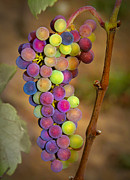 Jewel Tones #1 Photograph by Jean Noren