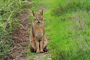 Jungle Cat (felis Chaus) In The Wild #1 Photograph by Science Photo Library