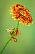 Just Hanging Around #1 Photograph by Renee Doyle