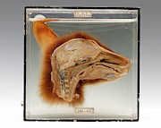 Kangaroo Head #1 Photograph by Science Photo Library