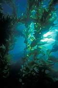 Kelp Forest #1 Photograph by Greg Ochocki Kelp Forest #1 Photograph by Greg Ochocki