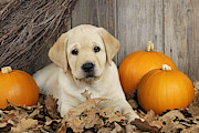 Labrador Puppy With Pumpkins #1 Photograph by John Daniels