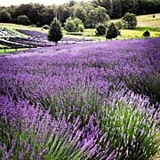 Lavender Farm Landscape #1 Photograph by Christy Beckwith