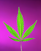 Leaves Of Marijuana Plant #1 Photograph by Science Photo Library