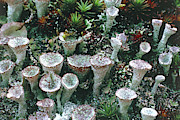 Lichens #1 Photograph by Perennou Nuridsany