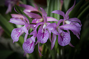 Lilac Orchid Cluster #1 Photograph by Penny Lisowski