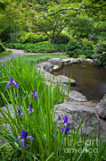 Lithia Park #1 Photograph by Sean Bagshaw