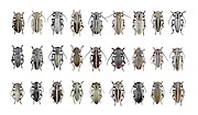 Longhorn Beetles #1 Photograph by Science Photo Library