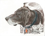 Mac the GSP #1 Drawing by Kenneth Stock