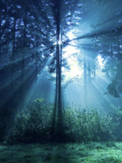 Magical Light #1 Photograph by Daniel Csoka