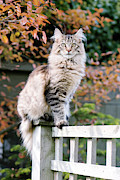 Maine Coon Cat #1 Photograph by Science Photo Library