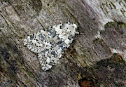 Marbled Beauty Moth #1 Photograph by Science Photo Library