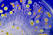 Marine Actinomycetes #1 Photograph by Charlotte Raymond