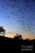 Mexican Free Tailed Bats #1 Photograph by Scott Linstead